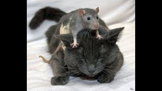 Кошки мышки и моя рассада. Осторожно Мыши!!!!