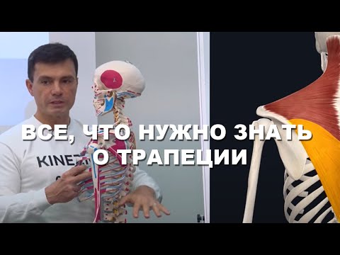 Секреты строения трапециевидной мышцы (Глеб Кирдогло)