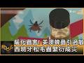 暖化蟲害! 美澳蜱蟲引過敏 西班牙松毛蟲繁衍成災｜方念華｜FOCUS全球新聞20260427 @tvbsfocus