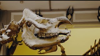 De-Extinction Week at Science Gallery Dublin