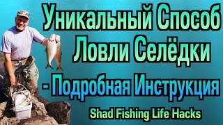 видео: Shad Fishing Life Hacks / Большой улов селёдки за 2 часа... Уникальный Способ - Подробная Инструкция картинка: Shad Fishing Life Hacks / Большой улов селёдки за 2 часа... Уникальный Способ - Подробная Инструкция