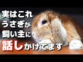 うさぎが飼い主に話しかけている時の4つの行動