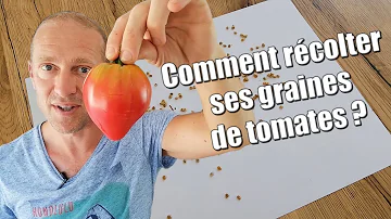 Comment ramasser les graines de tomates ?