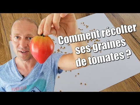 Vidéo: Récolte des graines de tomates : comment conserver les graines de tomates