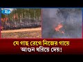 যে গাছ নিজের গায়ে আ/গুন ধরিয়ে বনে ছড়িয়ে দেয় দাবানল! | Tree | Forest | Rtv News