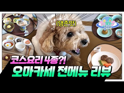 강아지 코스요리 들어봤어? 내가 먹어보고 옴 ㅋ 🍽️ㅣExperienced Puppy Course Meal