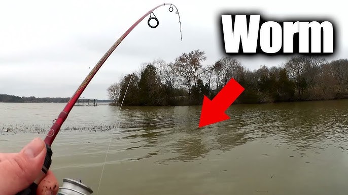 Catching a Ton of Fish with Bobber and Worm! 