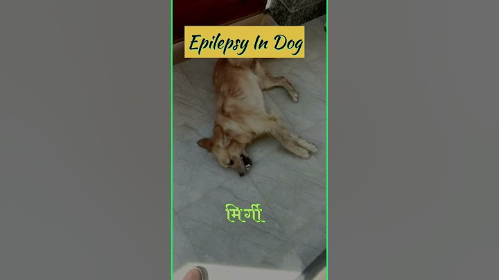 Epilepsy/मिर्गी k symptom/emergency me Kya kre Jb dog Ko Mirgi aaye? #yt #dog #epilepsy #brain #yt