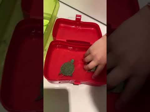 Οι γιοι της Φαίης Σκορδά δεν χορταίνουν να παίζουν με τις χελώνες