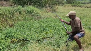 Cat fishes & Tilapia fish Hunting by Fisherman|Best Small Single Hook fishing in Village pond