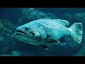 تعلم طريقة صيد سمك  الهامور السمكة رائعة الطعم والشكل وصعبة الصيد –Hunt Fish Grouper Shale