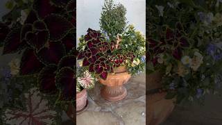 Moving plants around today. #gardening #howtogarden #flowergarden #gardenwork #gardentips