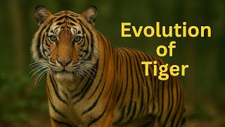 The Evolution of Tiger 🐅 : From Proailurus to Panthera tigris