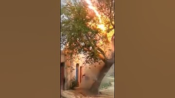 Tree Vs Electrical High Voltage Cable