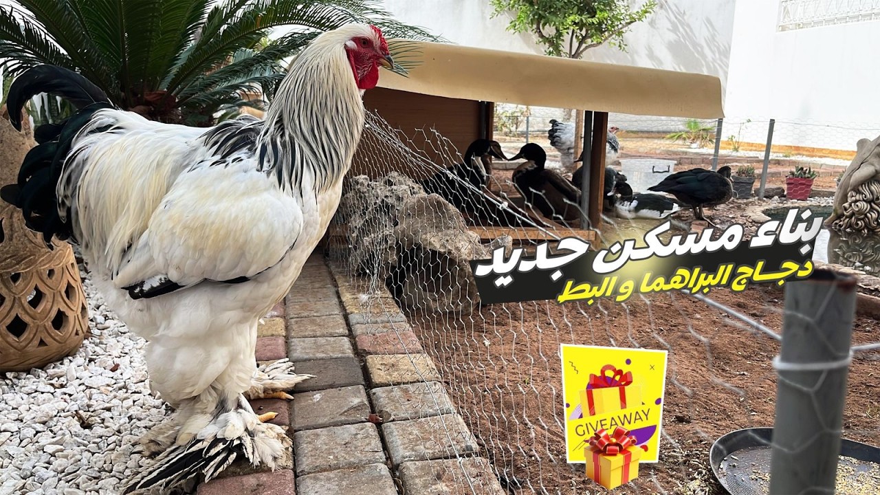 تطورات الكتاكيت 🐣 و بناء مسكن جديد 🦆 + Giveaway 🎁