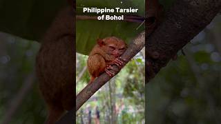 Philippines Tarsier of Bohol! One of the oldest & smallest primate in the World!