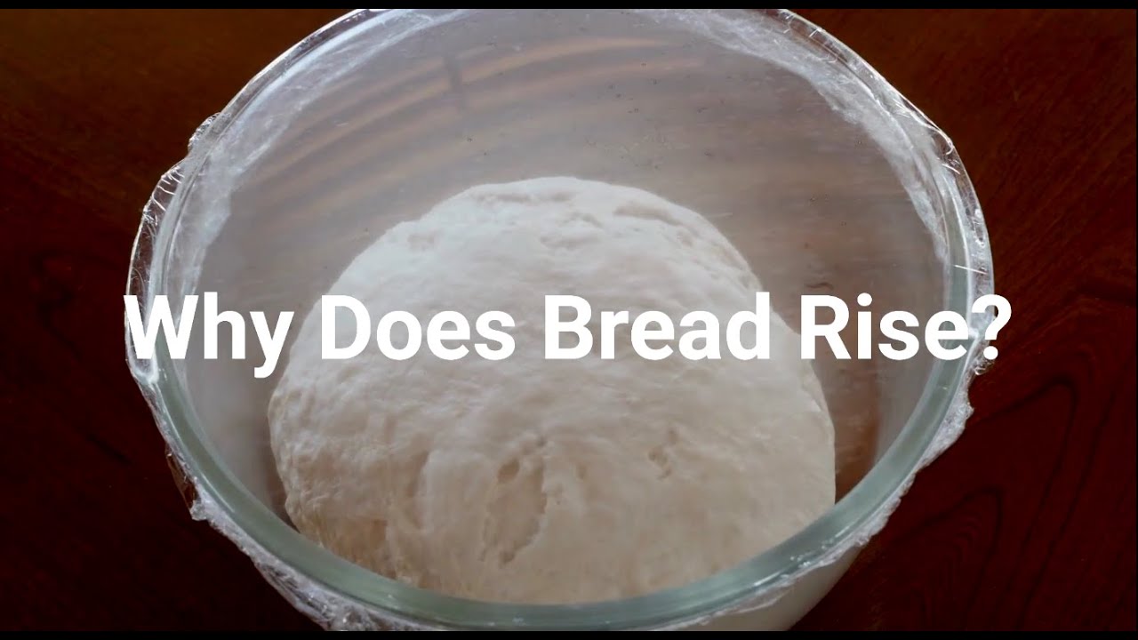 Why Does Bread Rise? - YouTube