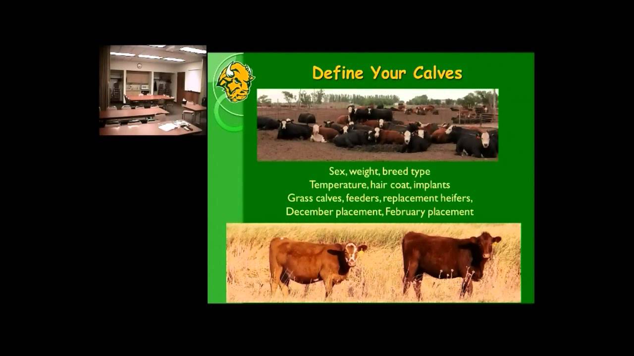 Corn Silage How Much Can You Feed To A Calf Youtube