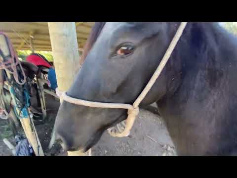 como ensinar seu cavalo a marcha