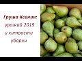 Груша Ксения (Ноябрьская): урожай 2019 и хитрости уборки