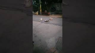 kaise aaun milbe #trending song #private album song #viral
