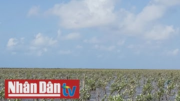 Cùng chung tay trồng rừng ngập mặn tại Sóc Trăng