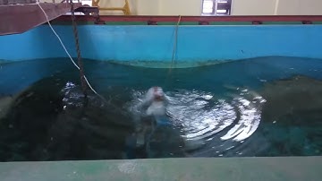 IIT B.Tech Research: Motion Analysis of Objects in Water Across Wavelengths and Velocity