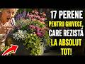 Nu Mai Aruncați Banii pe Flori: 17 Plante Perenne pe care Nici Măcar Uitarea Nu le Poate Distruge