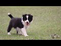 Border collie filhotes - Ninhada Pirates of Caribbean - Canil Border Wish