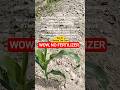 we Planted Corn Without Any Fertilizer. Day 21 on the 89m Micro-Farm: The No-Fertilizer Experiment