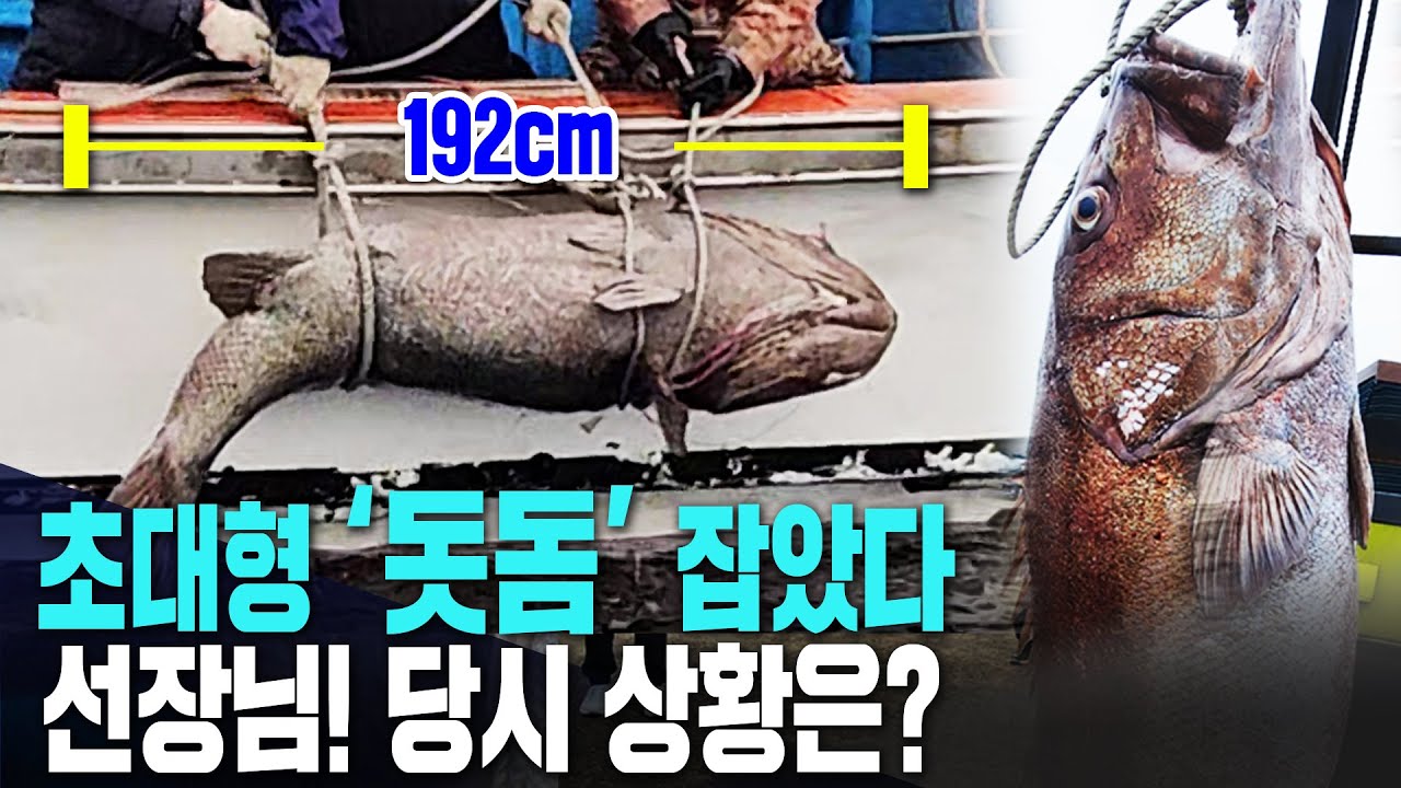 낚시로 132kg 초대형 돗돔 낚아. 역대 최고 기록.[자막뉴스] 태웅호 김성기 선장님께 직접 들어봤습니다.[2025년 2월 ...
