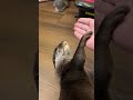 カワウソを呼んでみたらw #shorts