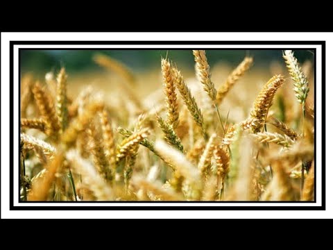 Jenis Tanaman Pangan Yang Termasuk Jagung Gandum Dan Padi