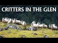 Critters in glen croe