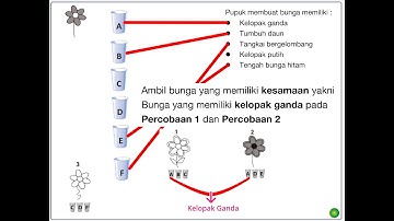 Simulasi Pupuk Ajaib Berfikir Komputasional Informatika Kelas 8