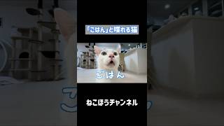 「ごはん」の発音が完璧な天才猫 #shorts