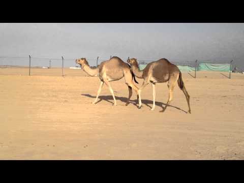 Dubai Desert Conservation Reserve