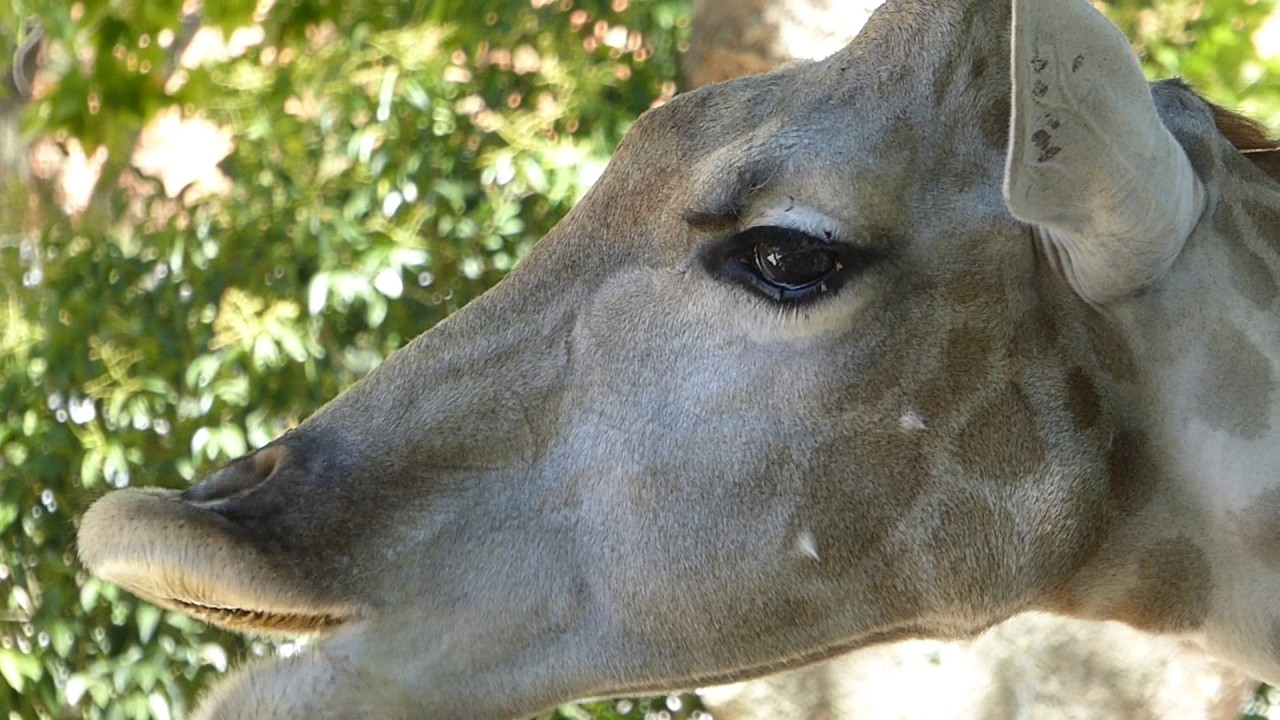 Giraffe Oral Stereotypic Behaviour YouTube