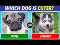 Which dog is your favorite dog lover edition