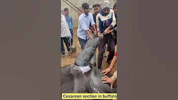 Cesarean section in buffalo l dr umar khan