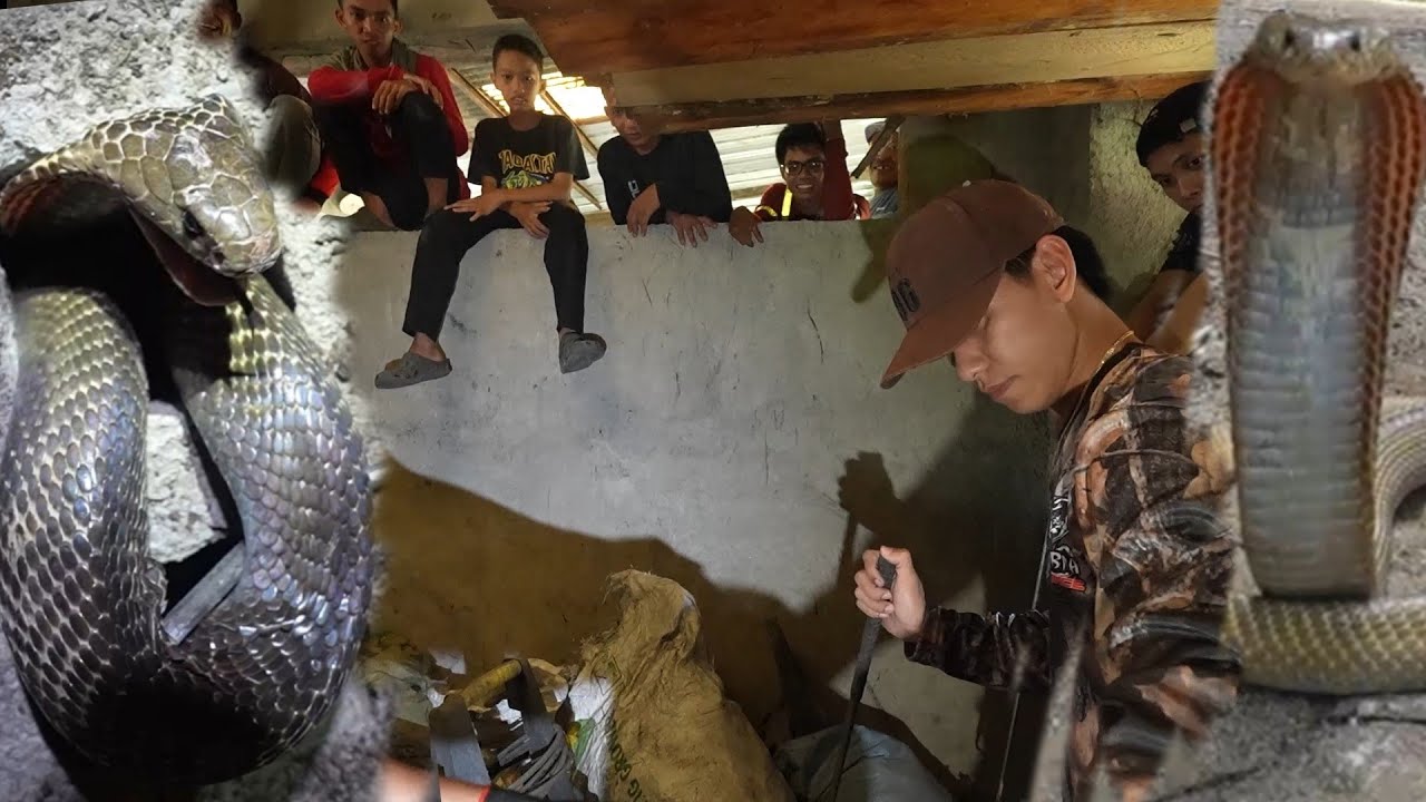 MATAPANG NA COBRA SA LOOB NG BAKURAN SA GUMACA QUEZON