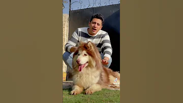 شوفو الكلب الهاسكي بيهوهو ازاي 