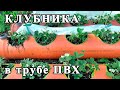 КЛУБНИКА в ТРУБЕ ПВХ 200 мм. Посадка КЛУБНИКИ в трубу ПВХ. Strawberry in pvc pipe.