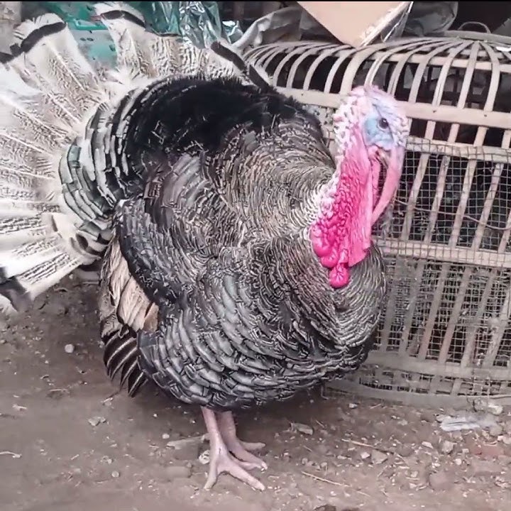 AYAM KALKUN BERKOKOK #shots