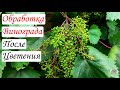 ОБРАБОТКА ВИНОГРАДА После Цветения – МЕДЬ ИЛИ РИДОМИЛ?!!!