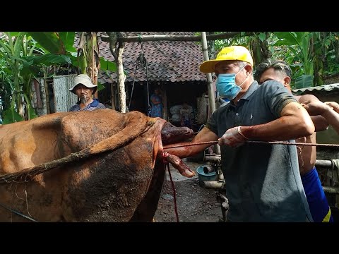 Video: Kesulitan Melahirkan Pada Babi Guinea