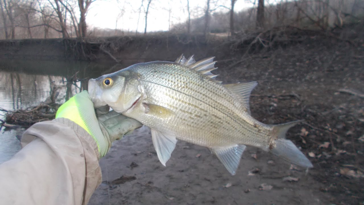 fishing in lawrence, ks various on march all, 2020 YouTube