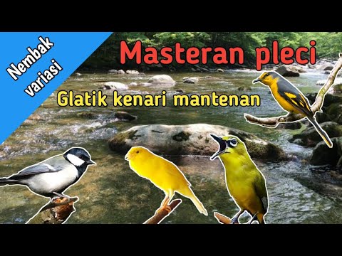 Masteran Pleci Nembak Kenari Glatik Mantenan - Nembak Variasi