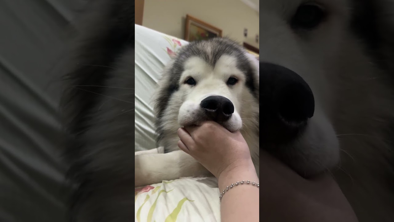 KEIYA NYOLONG MAKANAN DAN GAMAU DI LEPASIN…👊😤 #shorts