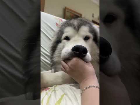 KEIYA NYOLONG MAKANAN DAN GAMAU DI LEPASIN…👊😤 #shorts